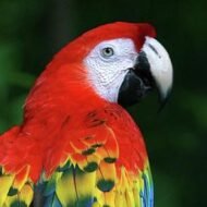 Mr. Macaw